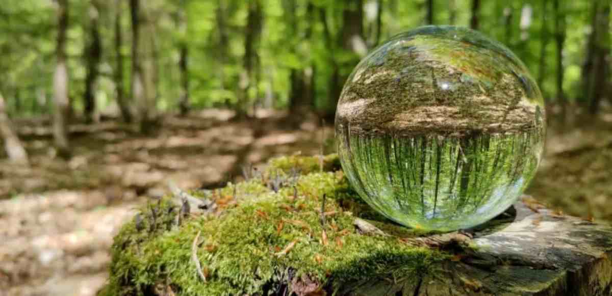 «Όχι» της πλειοψηφίας στο Κοινοβούλιο για το πλαίσιο παρακολούθησης των δασών της ΕΕ